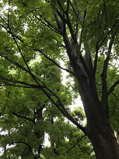 170526_01.JPG